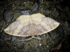 Astygisa chlororphnodes