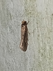 Tinea apicimaculella