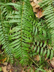 Homalosorus pycnocarpos