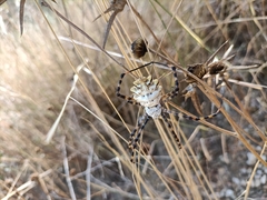 Argiope lobata