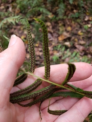 Homalosorus pycnocarpos