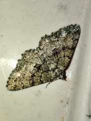 Peribatodes ilicaria