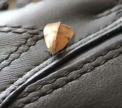 Galgula