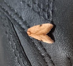 Galgula