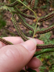 Homalosorus pycnocarpos