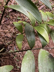 Zamia neurophyllidia