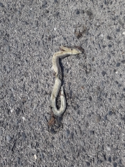 Malpolon monspessulanus