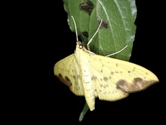 Botyodes principalis