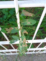 Araujia sericifera