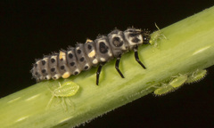 Adalia bipunctata
