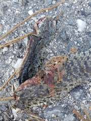 Malpolon monspessulanus