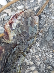 Malpolon monspessulanus