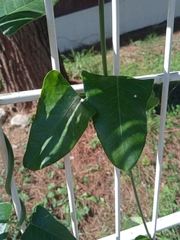 Araujia sericifera