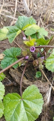 Malva verticillata