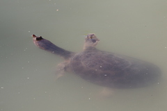 Apalone spinifera emoryi