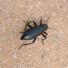 Eleodes longicollis