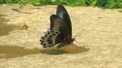Papilio polymnestor
