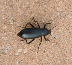 Eleodes longicollis