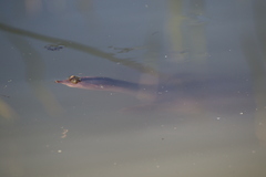 Apalone spinifera emoryi