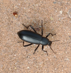 Eleodes longicollis