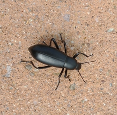 Eleodes longicollis