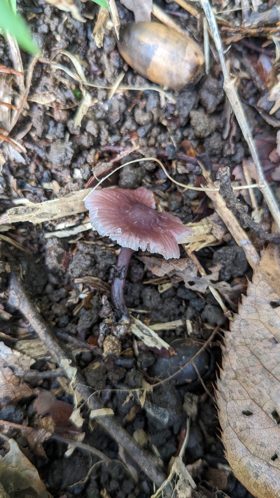 Mycena pura · October 2022 · photo: © atsushi_nakajima_cirque (iNaturalist, cc-by)