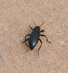 Eleodes longicollis