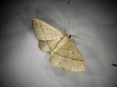 Rhynchobapta cervinaria