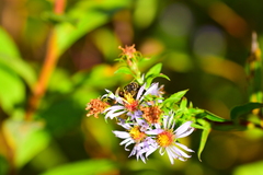 Lasioglossum