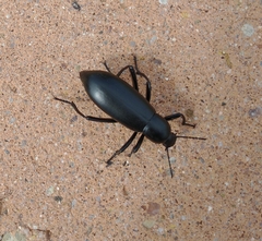 Eleodes longicollis