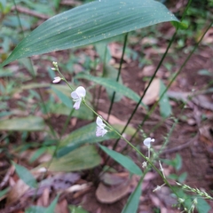 Pleurolobus gangeticus