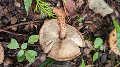 Lepiota calcicola