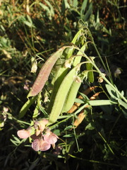 Lathyrus heterophyllus