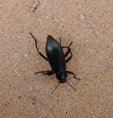 Eleodes longicollis