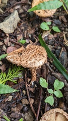 Lepiota calcicola