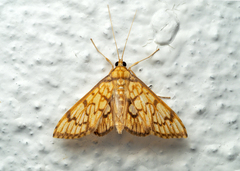 Neoanalthes pseudocontortalis