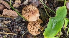 Lepiota calcicola