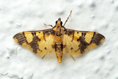 Orphanostigma angustale