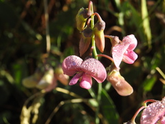 Lathyrus heterophyllus