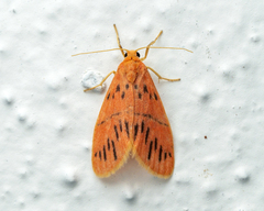 Miltochrista pingera