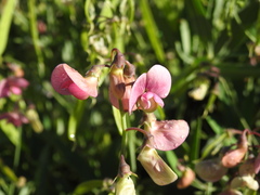 Lathyrus heterophyllus