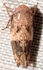 Menosoma cinctum