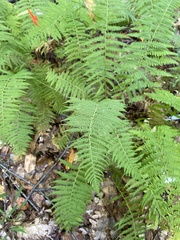Amauropelta noveboracensis