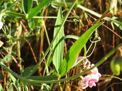 Lathyrus heterophyllus