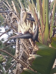 Strelitzia nicolai