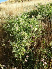 Lathyrus heterophyllus