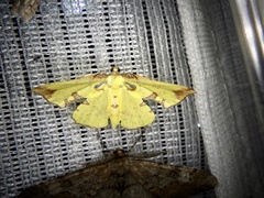 Corymica pryeri