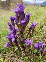 Gentianella germanica