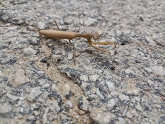 Mantis religiosa