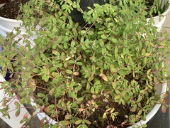 Euphorbia humistrata